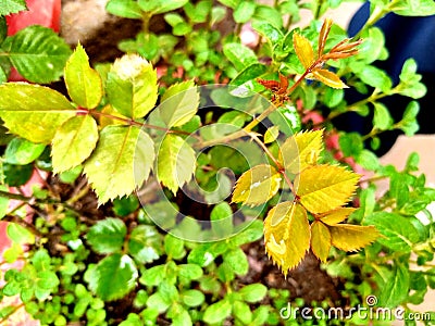 Closeup of rose leaves in a garden Stock Photo