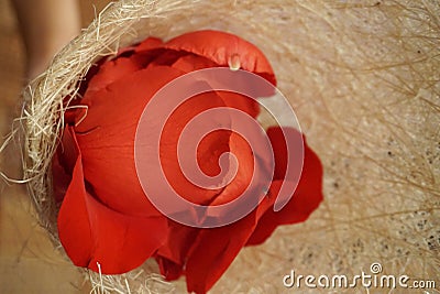 Closeup rose petals Stock Photo