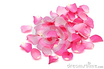 Closeup rose petals on white Stock Photo