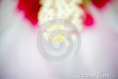 Closeup Rose of Sharon fills in whole screen Stock Photo