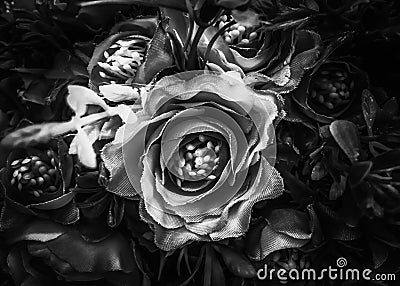 Closeup roses texture background in black and white Stock Photo