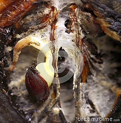 Closeup rotten apple halves. Food waste. Stock Photo