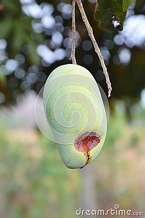 rotten mango on the tree Stock Photo