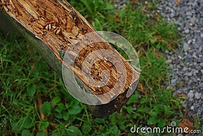 closeup rotten tree log Stock Photo