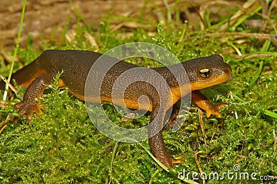 Closeup on a rough-skinned newt, Taricha granulosa sitting on green moss Stock Photo