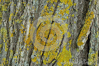 Closeup rough tree bark green/yellow moss texture Stock Photo