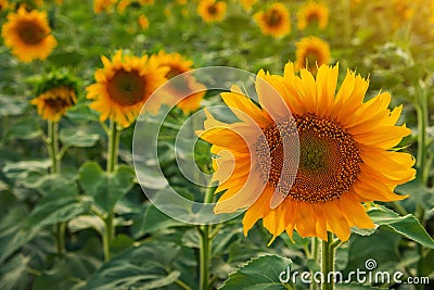 Closeup round bright beautiful yellow fresh sunflower Stock Photo