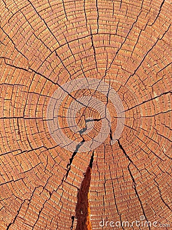 Closeup of round slice of tree with annual rings. Sawn pine trunk with textured cracked surface. Building material. Timber Stock Photo
