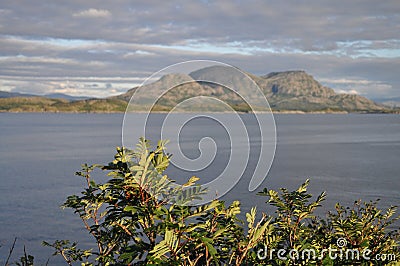 Rowan branched in the background of sea and mountains in Torget island in Norway Stock Photo