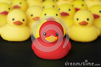 Closeup of rubber duckies with leadership Stock Photo