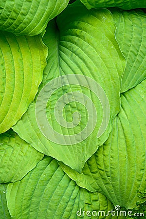 Closeup of ruffled green leaves of a hosta plant in a spring shaded garden Stock Photo