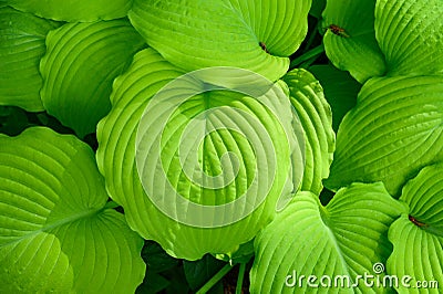 Closeup of ruffled green leaves of a hosta plant in a spring shaded garden Stock Photo