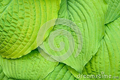 Closeup of ruffled green leaves of a hosta plant in a spring shaded garden Stock Photo