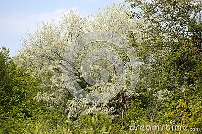 Closeup of russian olive tree with selective focus on foreground Stock Photo