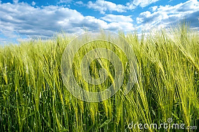 Rye spikelets with blue cloudly sky Stock Photo