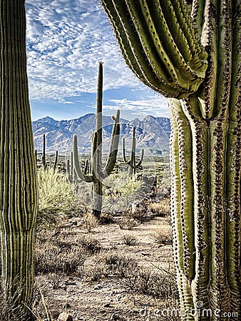 Closeup Saguaro cacti frame a classic Western landscape Stock Photo