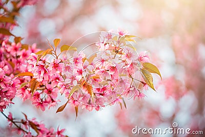 Sakura flower in Japan Stock Photo