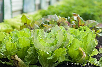 salad plantation in a greenhouse Stock Photo