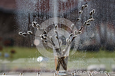 Closeup of Salix gracilistyla branches in a glass of water against a window on a rainy day Stock Photo