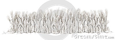 Pencil drawing. Field of ripe wheat Stock Photo