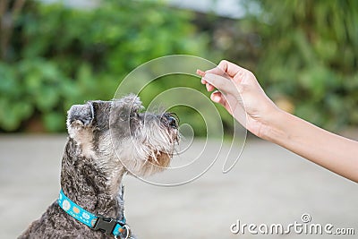 Closeup schnauzer dog looking food stick for dog in woman hand on blurred in front of house view background Stock Photo