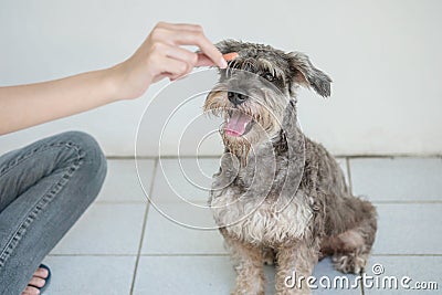 Closeup schnauzer dog looking food stick for dog in woman hand on blurred tiles floor and white cement wall in front of house view Stock Photo