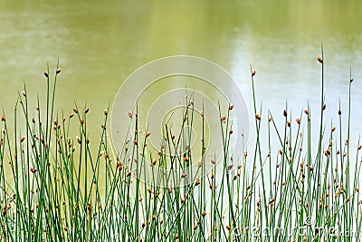 Closeup Schoenoplectus tabernaemontani commonly known as name Scirpus validus Stock Photo