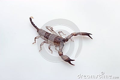 Closeup a Scorpion on white background Stock Photo