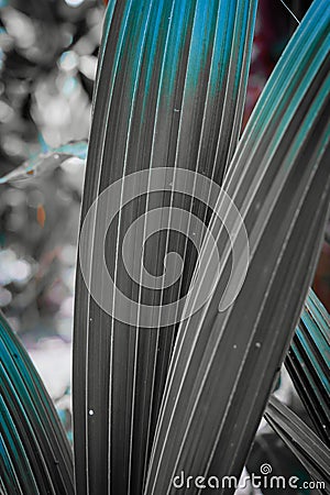 Closeup of screw palm leaves, a vertical, selectiv color shot Stock Photo