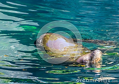 Closeup of a sea lion swimming in the water, Eared seal specie, Marine life animals Stock Photo