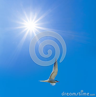 Closeup seagull fly on the blue sky under a sparkle sun Stock Photo