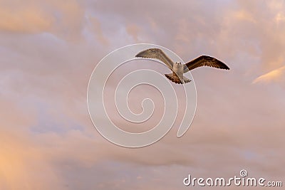 Closeup seagull in fly. Sunset sky. Stock Photo