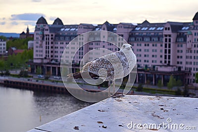 Closeup seagull on the roof in Oslo Norway Stock Photo