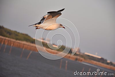 Closeup seagull Stock Photo