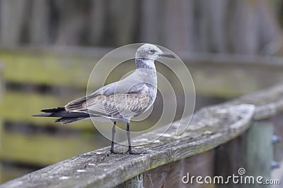 Seagull On A Wooden Rail Stock Photo