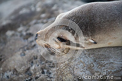 Closeup seal. Fur Seal in the sand portrait. Sea Lions at ocean. Fur seal colony, arctocephalus pusillus. Stock Photo