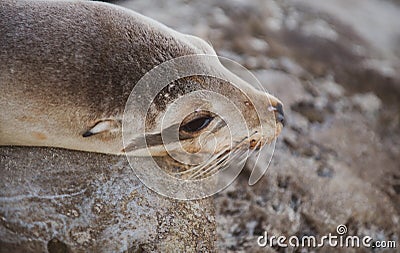 Closeup seal. Fur Seal in the sand portrait. Sea Lions at ocean. Fur seal colony, arctocephalus pusillus. Stock Photo