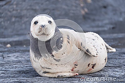 Fur seal colony, arctocephalus pusillus Stock Photo
