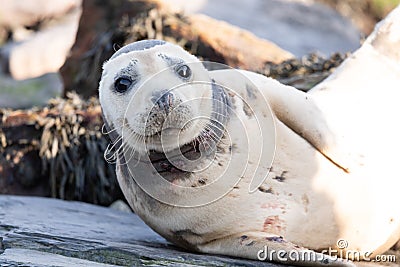 Fur seal colony, arctocephalus pusillus Stock Photo