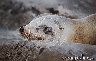 Closeup seal. Fur seals on rocky shore of beach. Arctocephalus forsteri. Stock Photo