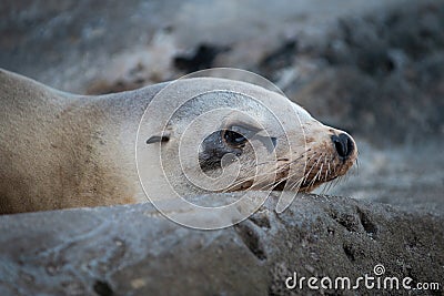 Closeup seal. Fur seals on rocky shore of beach. Arctocephalus forsteri. Stock Photo