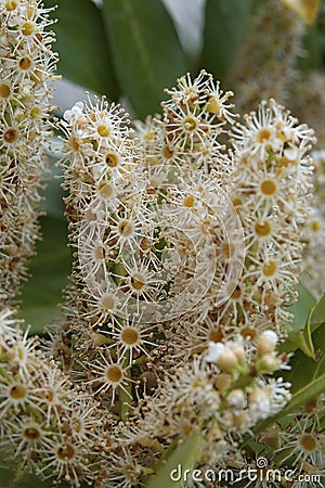 Closeup on a seasonal rich blossoming English or Cherry laurel, Prunus laurocerasus Stock Photo