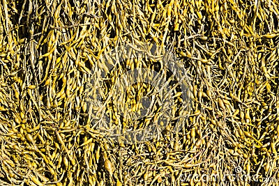 Closeup of seaweed Ascophyllum nodosum, commonly egg wrack. Stock Photo