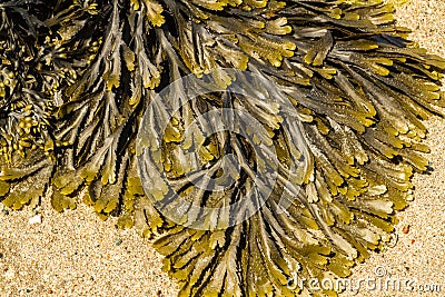 Closeup of seaweed Fucus serratus commonly toothed wrack. Stock Photo