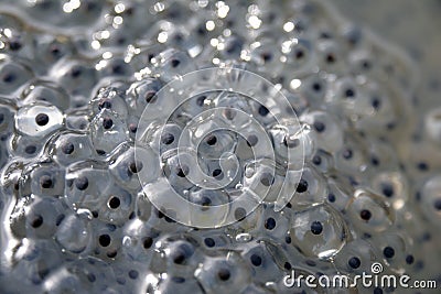Closeup of a section of frog spawn Stock Photo