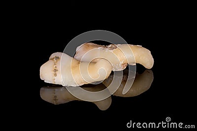 A closeup of a sectioning right lower third molar with curved root. Adult tooth number 48 Stock Photo