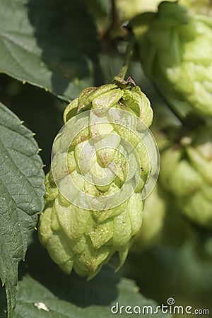 Closeup on a seed cone of the climbing common hop or hemp, Humulus lupulus in the garden Stock Photo