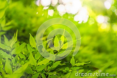 Closeup selective focus of beautiful green leaves on blurred greenery background in garden with copy space. Green lush nature view Stock Photo