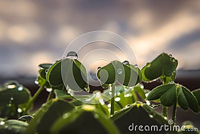 Closeup and selective focus on drops on leaves of sour clover (Oxalis pes-caprae) with remainder in bokeh Stock Photo