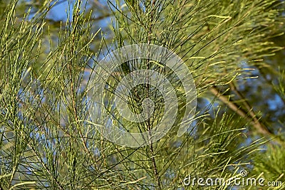 Closeup and selective focus image of casuarina plant leaves Stock Photo